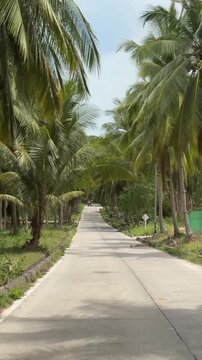 Country road winds down towards palm tree forest