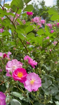Tilt-up shot of fresh pink roses with bees buzzing about, against the blue sky