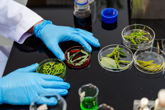 Scientist wearing blue gloves studies plant samples in petri dishes on a lab table, with green liquid and bottles nearby, showing botanical research and testing.