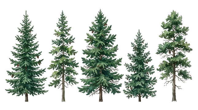 Variety of evergreen pine trees illustrating different growth stages and shapes in a natural forest setting