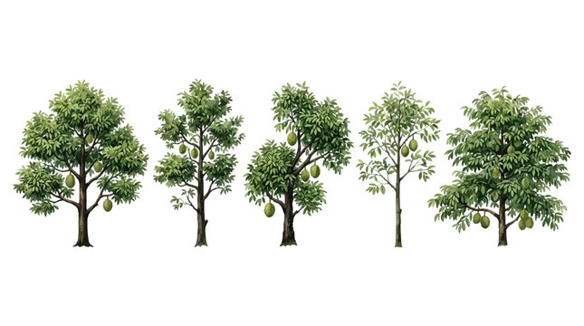 Illustration of five lush green mango trees with varying branch and leaf structures depicting different growth stages and fruit