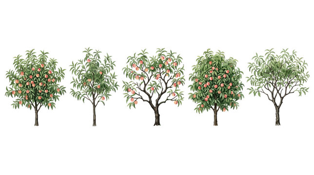 A beautiful illustration of peach trees at various stages with lush green foliage and bearing ripe peaches on slender trunks and