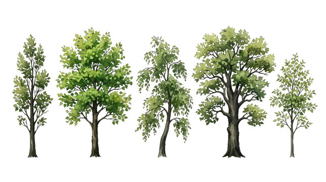 Diverse collection of illustrated trees showcasing different growth stages and bark textures for botanical study and artistic
