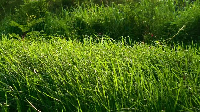 Fresh green grassland in the early morning with gentle breezes moving across the field. The natural sounds of birds singing and insects chirping create a peaceful atmosphere, reflecting the freshness 