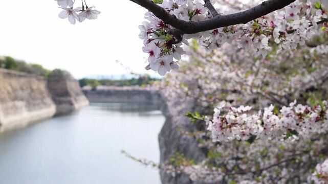 Beautiful cherry blossoms near Osaka Castle moat and wall in Japan, creating a calm seasonal landscape with historic architecture, spring flowers and peaceful travel atmosphere.