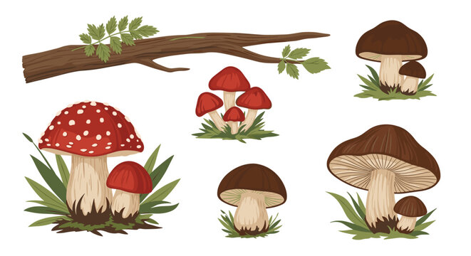 Collection of different wild mushrooms including red fly agaric and brown boletes shown with a fallen tree branch.