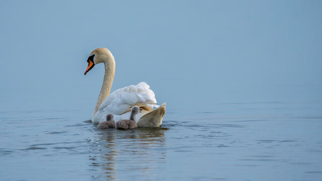 Schwan mit K&uuml;ken