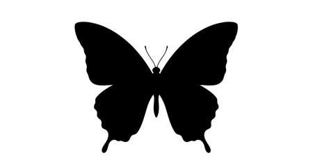 Butterfly silhouette on transparent background © Mehrun