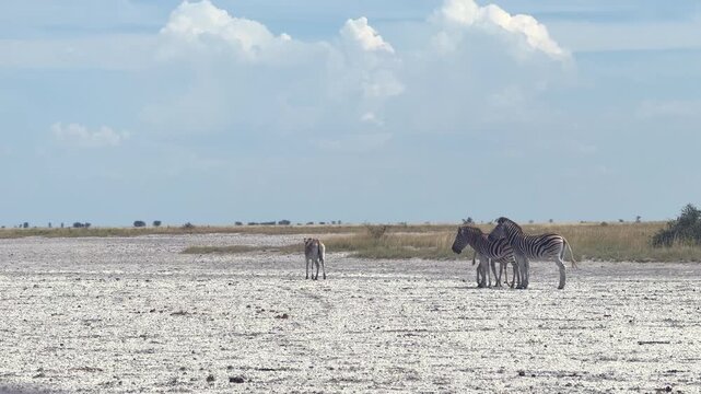 A couple of zebras walking accross the salt flats in Nata Bird Sanctuary