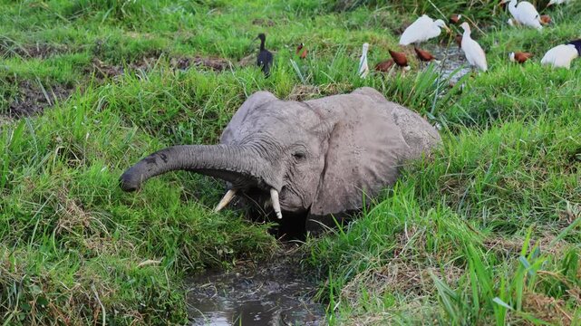 Young African elephant with small tusks wallowing and drinking in muddy water pool surrounded by lush green grass, cattle egrets and wading birds in background, close-up daytime shot