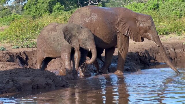Three elephants, including a young calf, gathered in shallow water and mud, with the juvenile playing and interacting playfully. Wildlife scene along a riverine habitat in Botswana showing natural ele