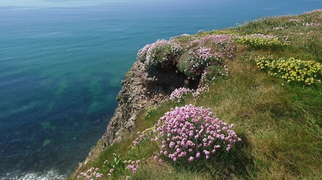 Ireland Epic Locations seapinks on edge of cliff clear seas below summer on The Copper Coast Waterford epic locations