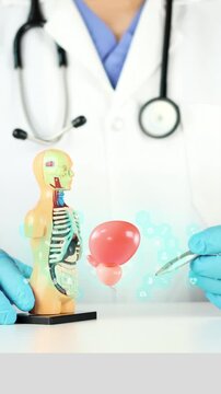 Doctor and anatomical model alongside a digital 3D model of the prostate. Men's health, urology, prostate cancer prevention, benign prostatic hyperplasia, early detection and preventive care.