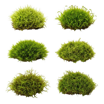 Green moss clumps collection, set of 6 organic forest moss tufts, realistic botanical bryophyte elements on white background for garden design