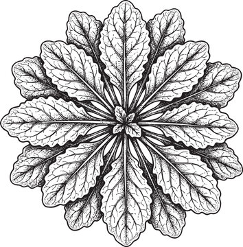 Ajuga Leaf Rosette Botanical Illustration - Detailed Close-up of Plant Structure