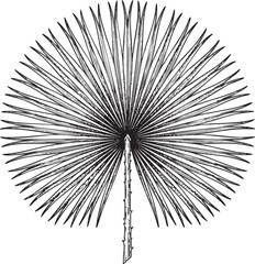 Naklejka premium Botanical illustration of a palm frond