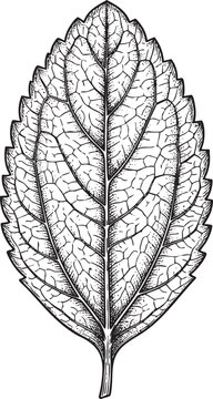 Botanical illustration of Stevia leaf