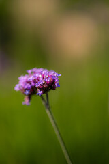 Fototapeta premium Patagonian vervain (verbena borariensis) showing tiny purple flowers blooming in green meadow