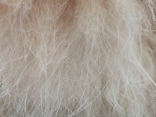 Obraz premium close up of a pile of orange-white cat fur
