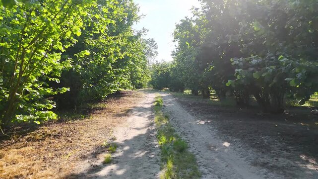 Sunlit Dirt Path Through Hazelnut Orchard in Piedmont Italy