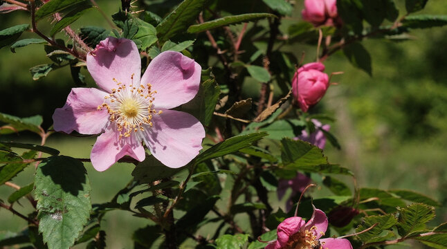Delicate pink buds and wild rose flowers. Rosa canina, blooming among the bright green leaves on a thorny rose bush on a summer day.