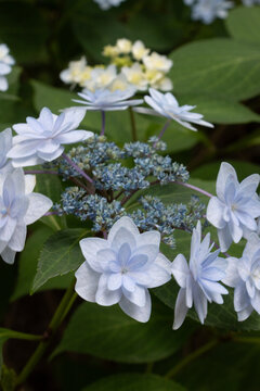 紫陽花（ヤマアジサイ）