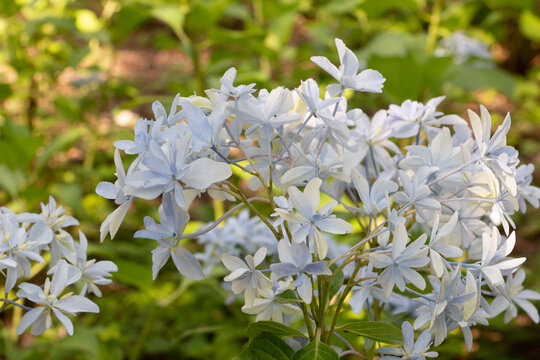 紫陽花（グリッター）