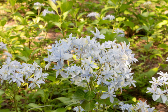 紫陽花（グリッター）