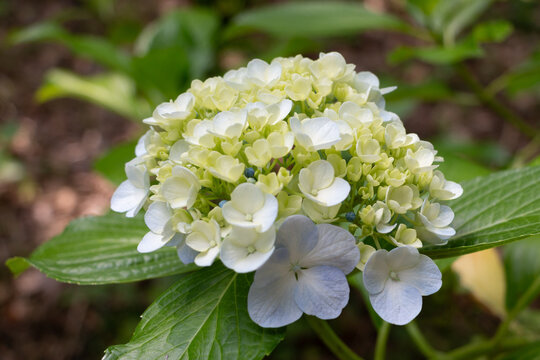 紫陽花（セイヨウアジサイ）