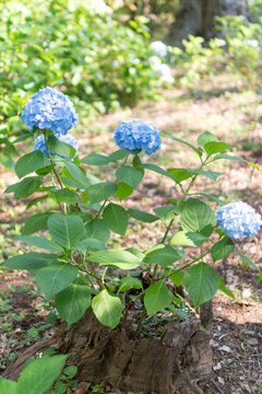 切り株に咲く紫陽花