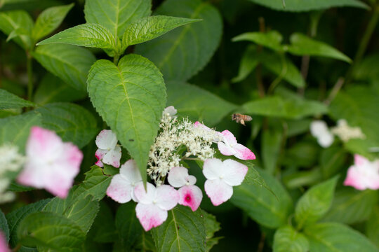 紫陽花（ベニガク）と蜜蜂