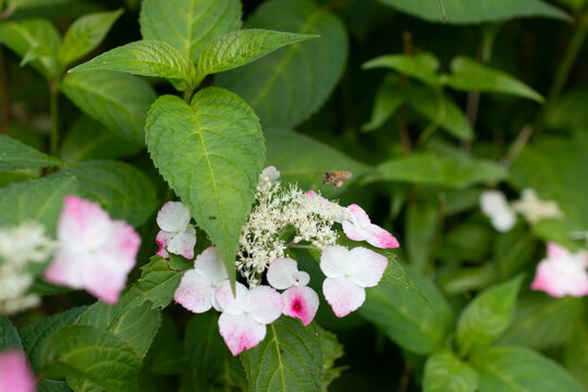 紫陽花（ベニガク）と蜜蜂