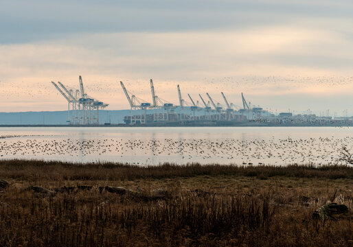 Canada, BC, Delta.  A flock of shorebirds flying along the water's edge at Brunswick Dyke.  View of container cranes at Deltaport on the Salish Sea in the background.