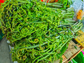​Fresh fiddlehead ferns bundled at a traditional market, raw green pakis vegetable stems for healthy cooking ingredients © Muhammad