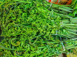 ​Fresh fiddlehead ferns bundled at a traditional market, raw green pakis vegetable stems for healthy cooking ingredients © Muhammad