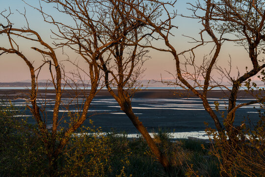 Canada, BC, Delta.  Boundary Bay.  Trees in front of the view of the beach.  