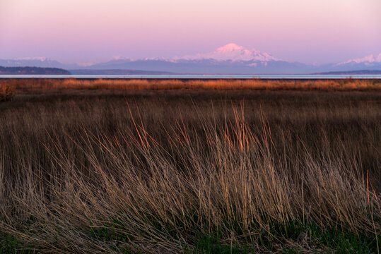 Canada, BC, Delta.  Tall grasses growing in the Fraser River Estuary.  Boundary Bay Regional Park.  Mount Baker visible in the distance, located in Washington State.
