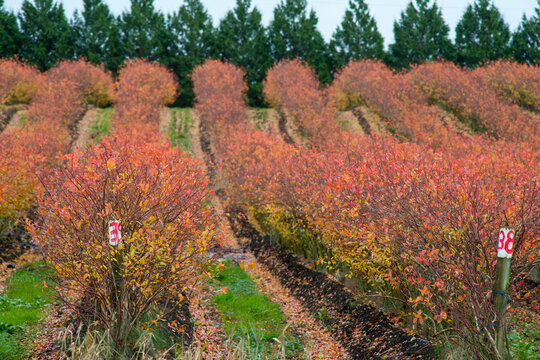 Canada, BC, Delta.  Brilliantly coloured commercial blueberry fields in the autumn.