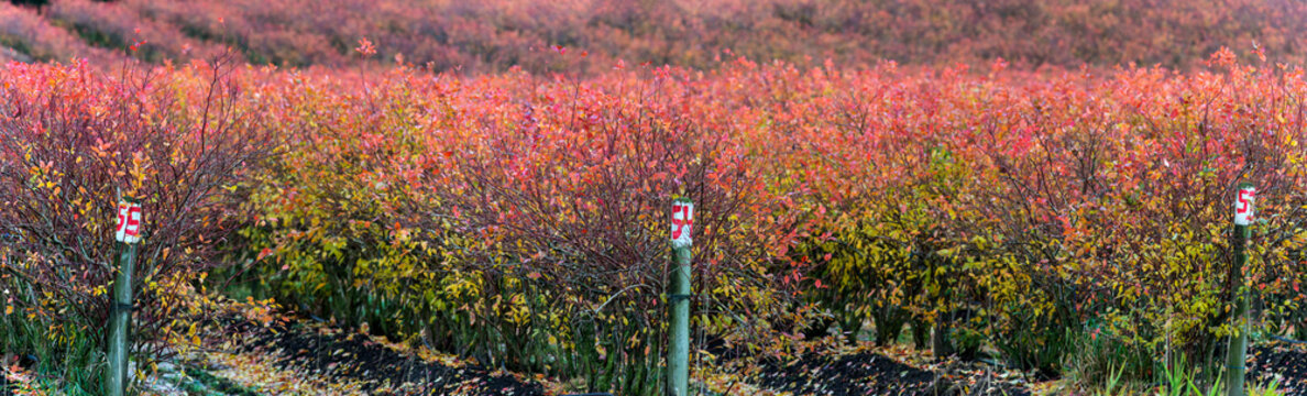 Canada, BC, Delta.  Commercial blueberry fields in the autumn.