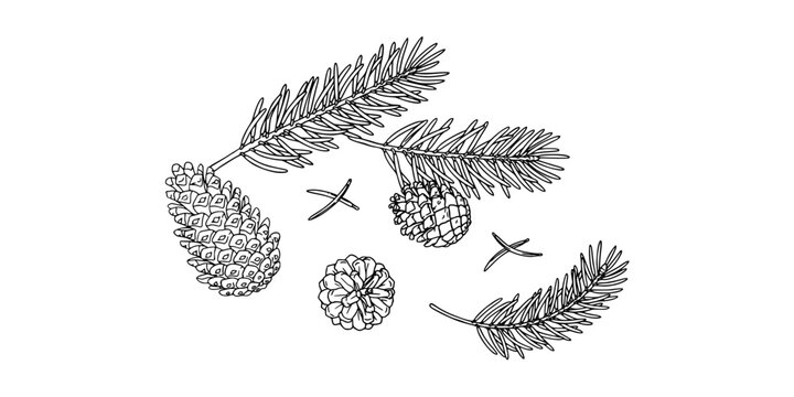 Pine Branches and Pinecones with Hand-Drawn Botanical Line Art on White Background, Arranged for Natural Seasonal Decoration