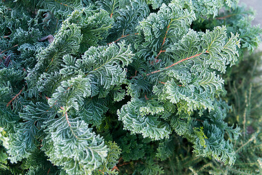 Canada, BC, Delta.  Frost touches the edges of cedar boughs.