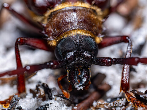 Extreme Close-Up Longhorn Beetle Compound Eyes and Mandibles, Cerambycidae Face Macro