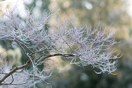 Canada, BC, Delta.  Frost on the branches of a styrax japonicus tree in winter.