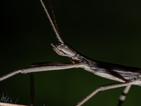 Florida Walking Stick Insect Head and Thorax Close-Up Against Black Background Macro
