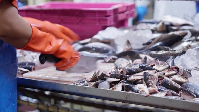 Seafood Processing, Hands in gloves meticulously arrange freshly caught fish during processing