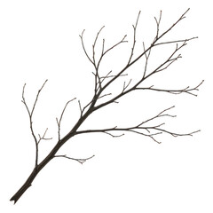 Fototapeta premium Dry bare tree branch isolated on white background, leafless winter twig with natural wood texture, minimalist dead wood branch for design