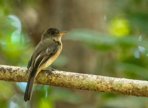 The Gentle Hunter: Puerto Rican Pewee