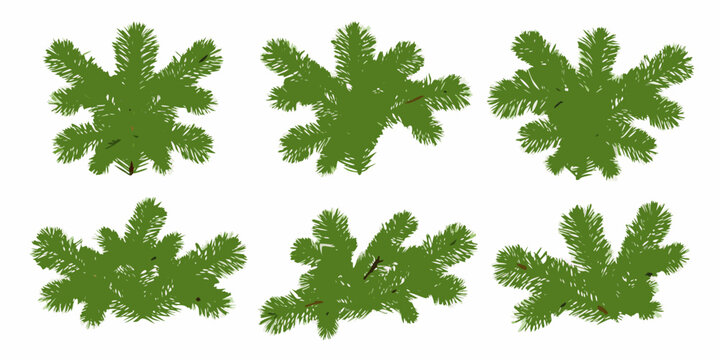 Green Pine And Fir Tree Branches Arrangement Vector Illustration