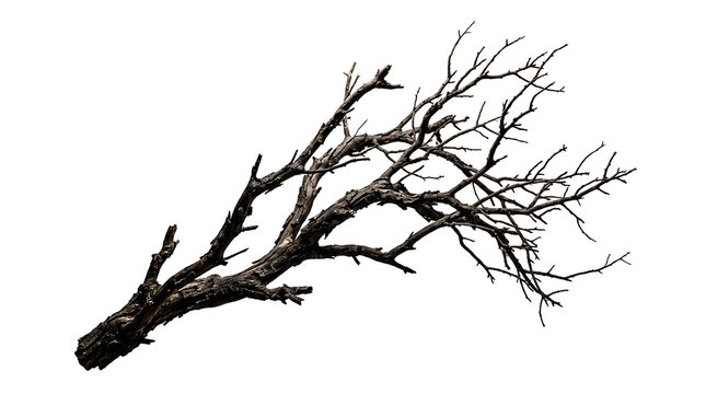 Old dry tree branch isolated on white background
