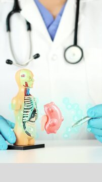 The doctor holds an anatomical model next to a 3D digital model of a kidney with cysts. Kidney health, nephrology, polycystic kidney disease prevention, kidney failure, and early diagnosis.